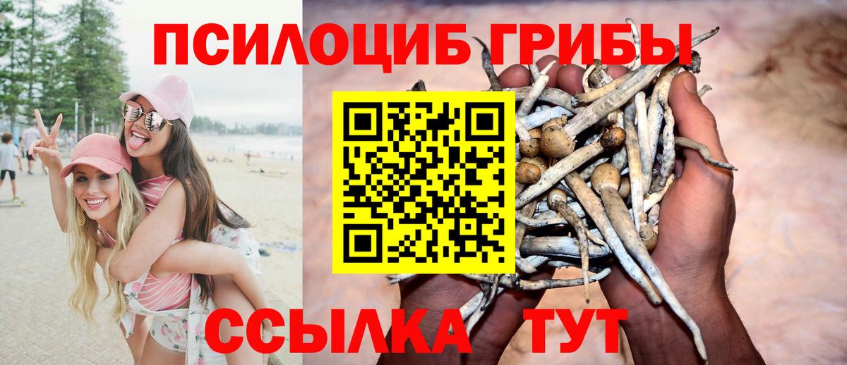 Красногорск  Псилоцибиновые грибы Psilocybe  Вход с VPN 